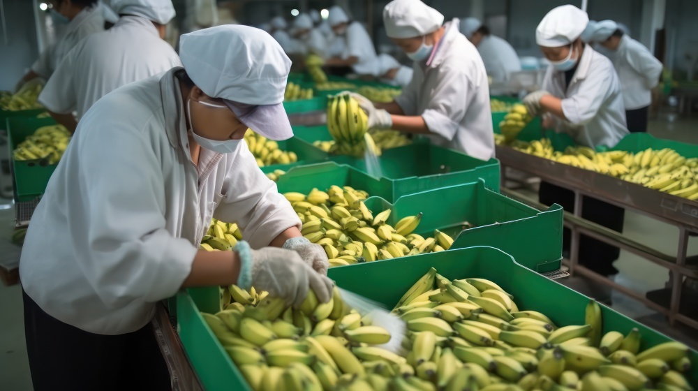 Workers at a banana packaging plant